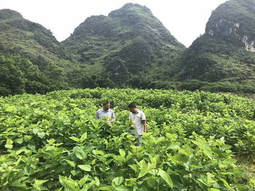 德保隆桑镇人口_德保马隘镇铝厂图片(3)