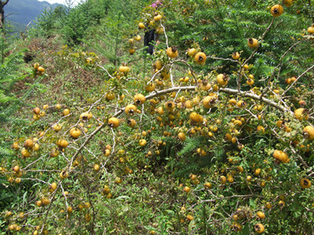 關於將高野刺梨種植納入全縣優果工程的建議